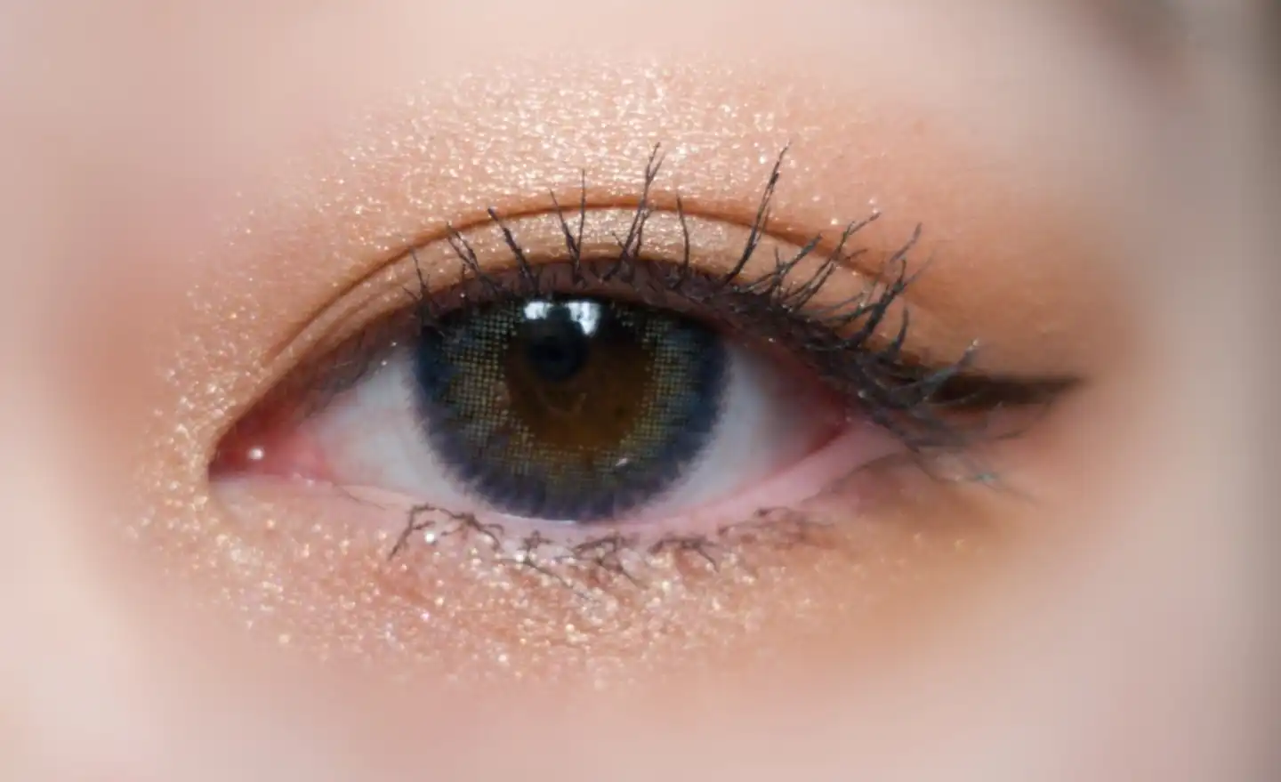 페스티벌 [블랙]