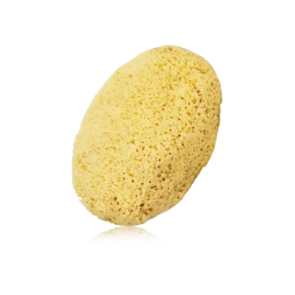 산호 해면