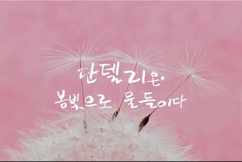 선택된 언니의파우치 리뷰 이미지 - [단델리온 핑크 블러셔]