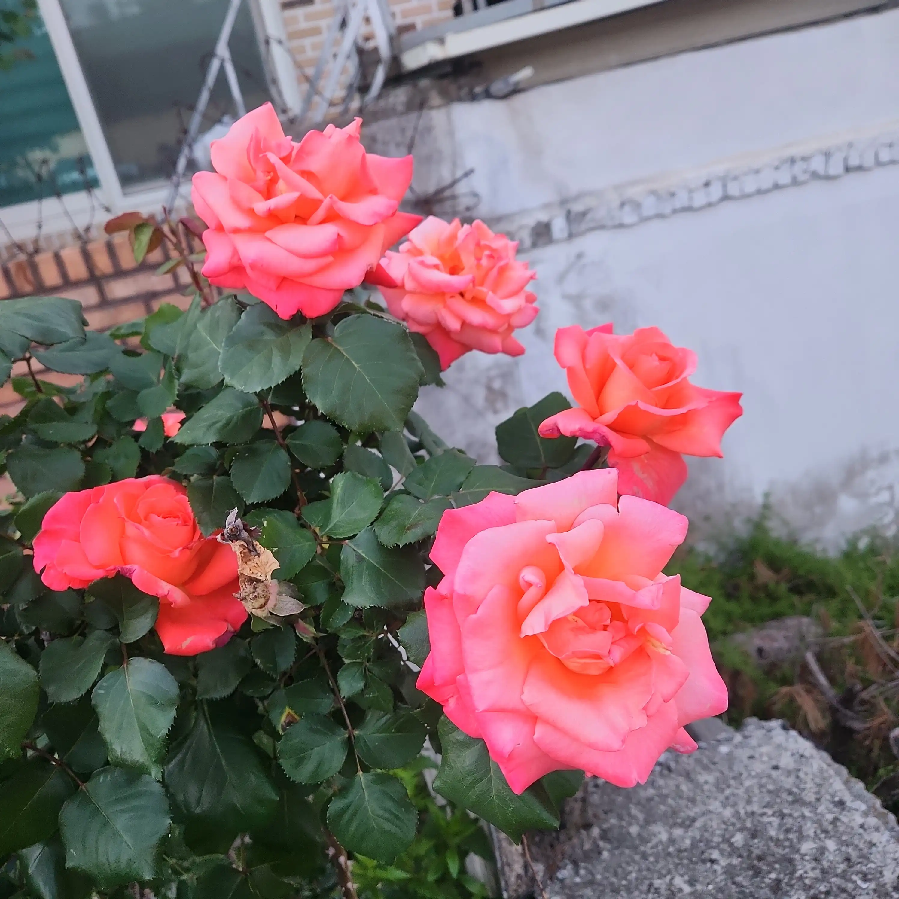 꽃이뻐