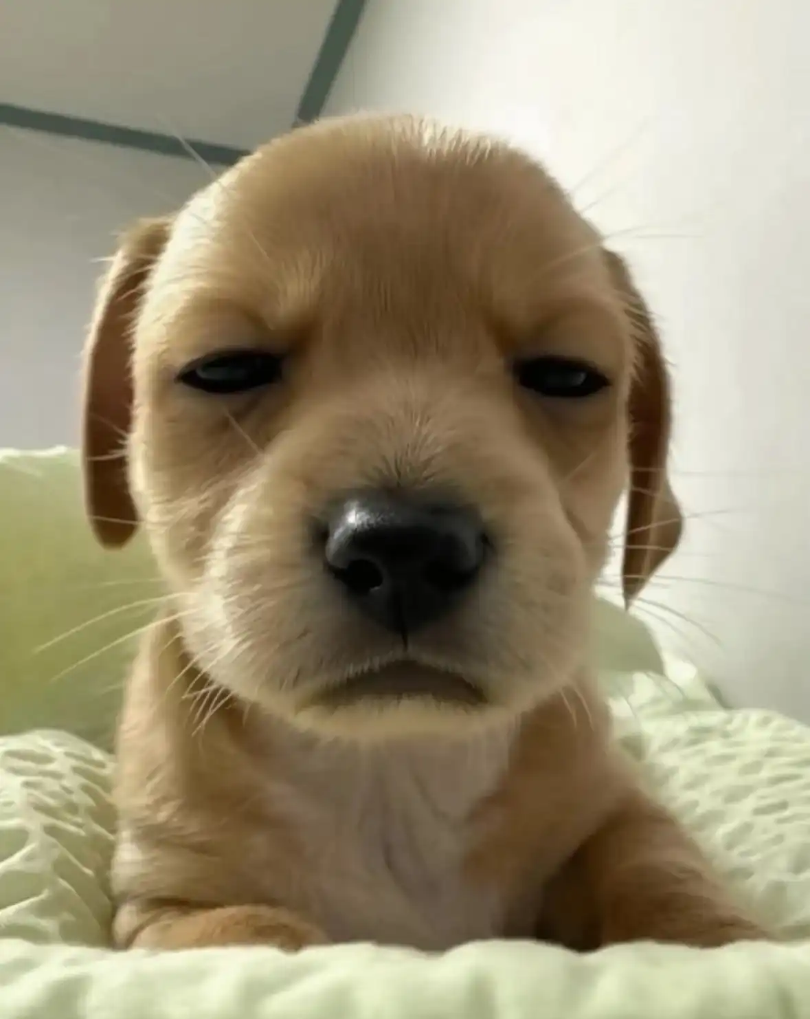 계란말이야
