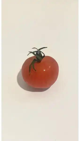 방울도마도님의 프로필 이미지