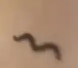 언니의파우치 리뷰 이미지 2 - [샤프 쏘 심플 워터프루프 펜 라이너]