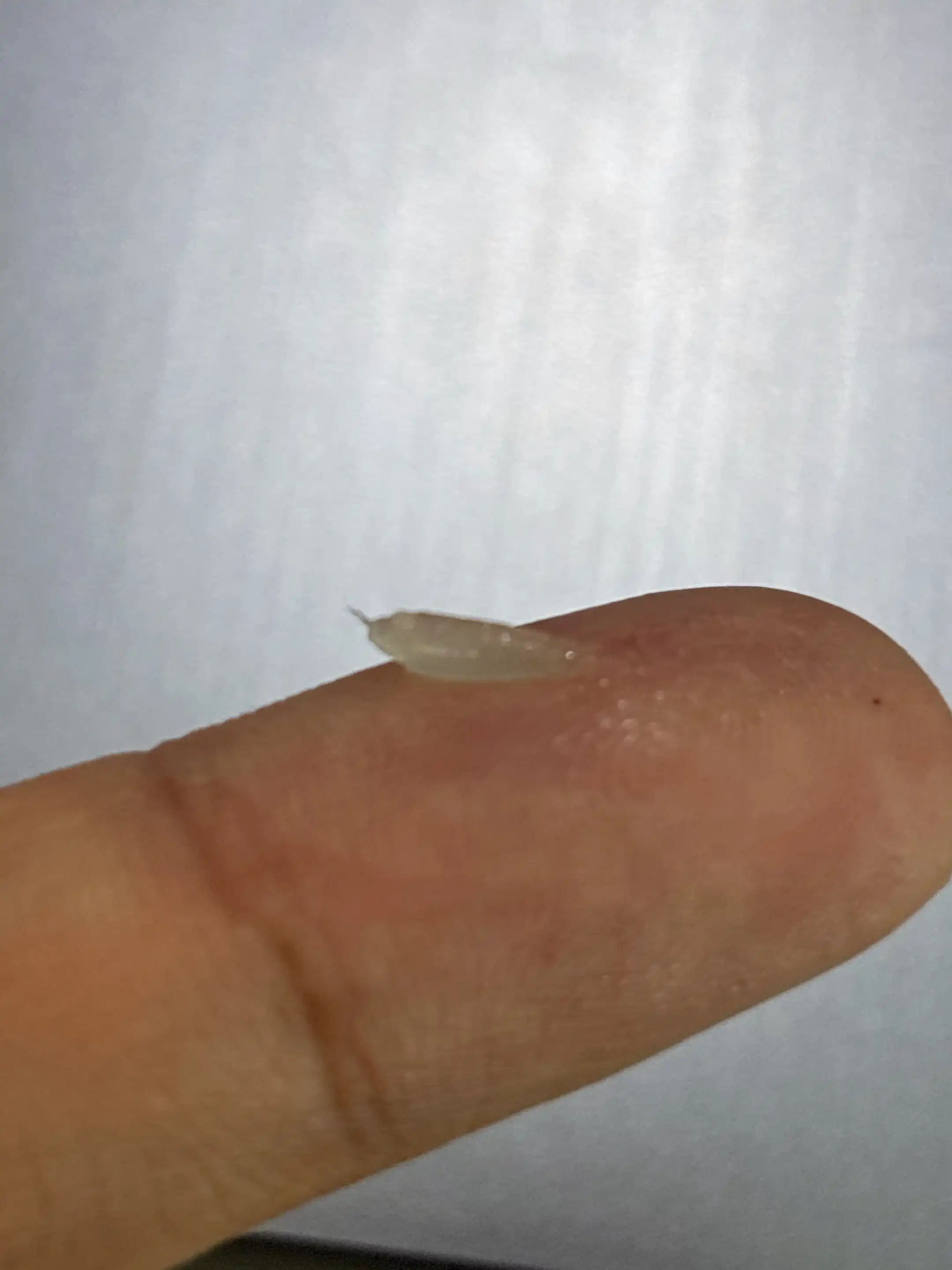 언니의파우치 리뷰 이미지 3 - [모이스처라이징 립밤 체리 튜브형]