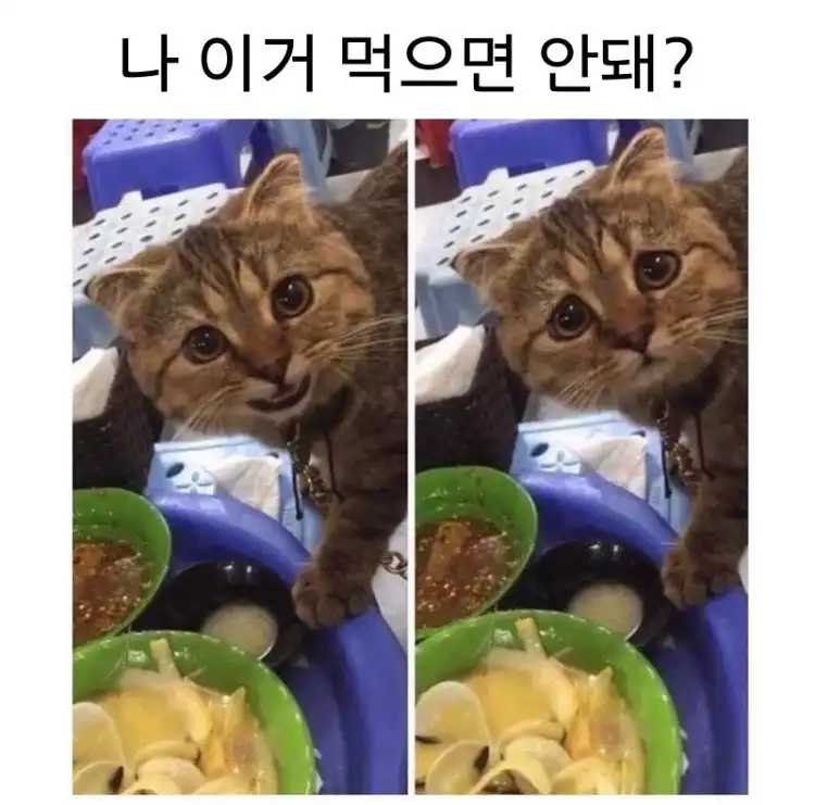 로하ㅏ