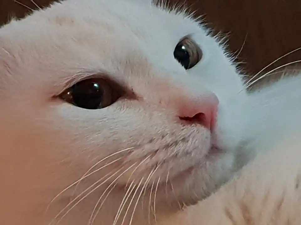 노우즈