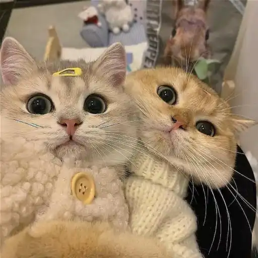 숄라숄라