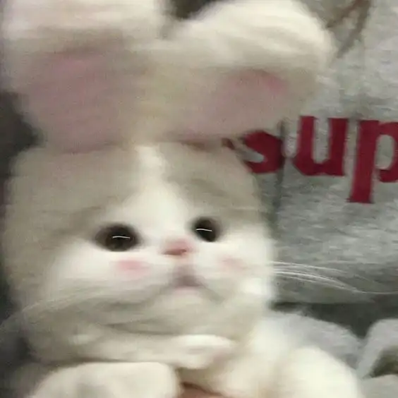 빗살무늬토끼