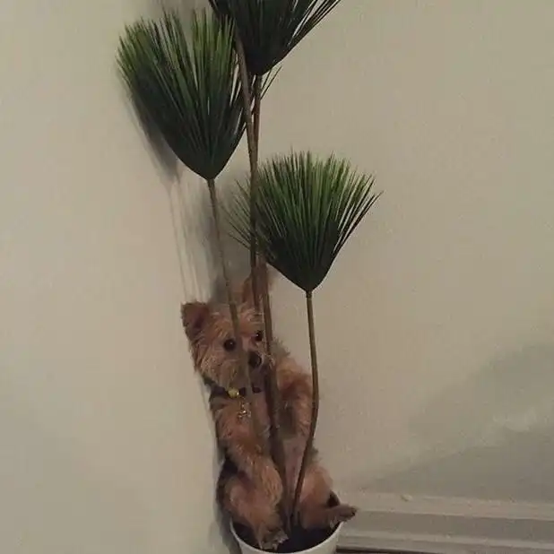 봄꾸
