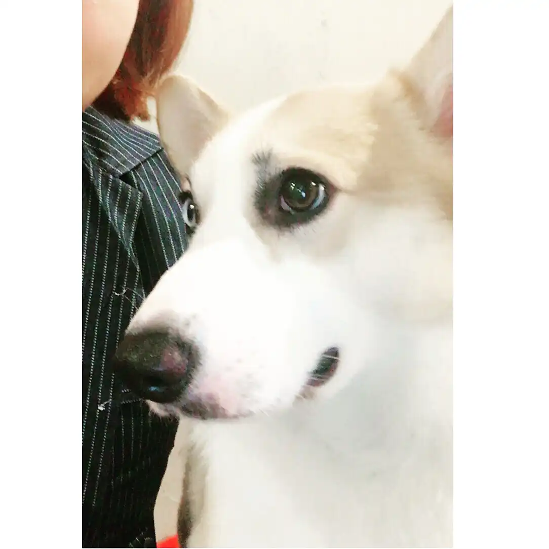 킴쿠