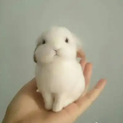 삐까리