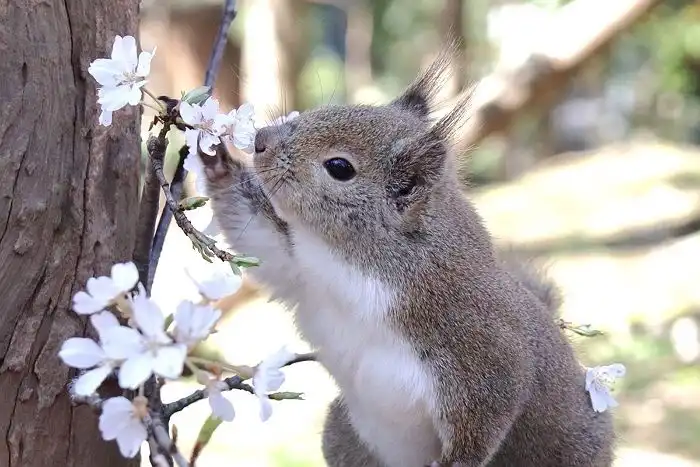 멘보샤먹어보기