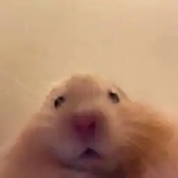 곰아지