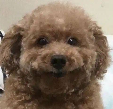 앙기모ㄸ