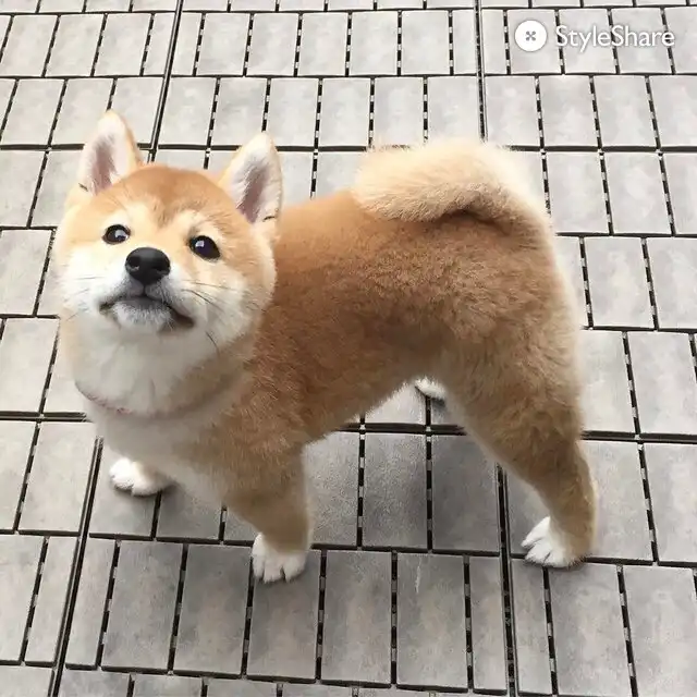 뿌부붕
