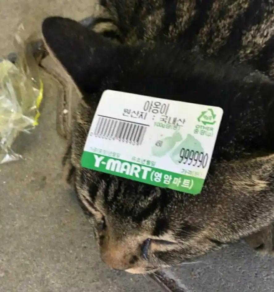 카드뮴두컵