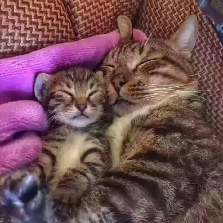 백앙금