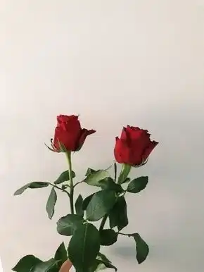 말린장미좋아