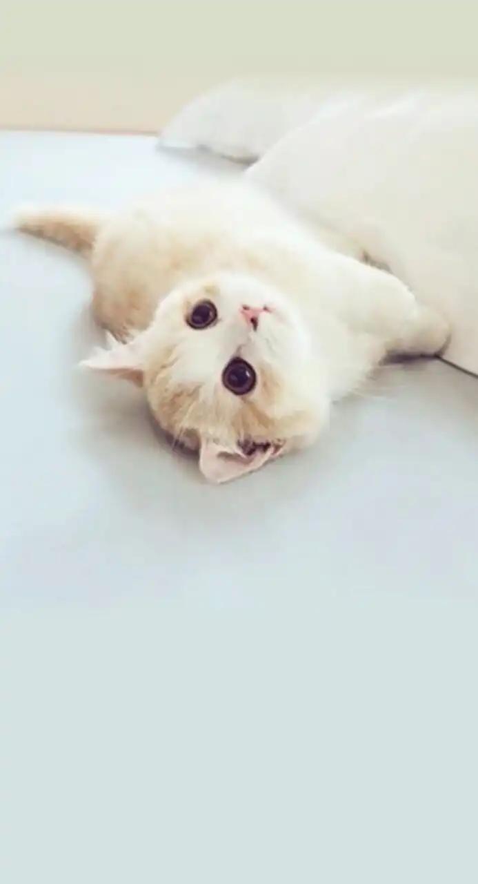 민트냥냥