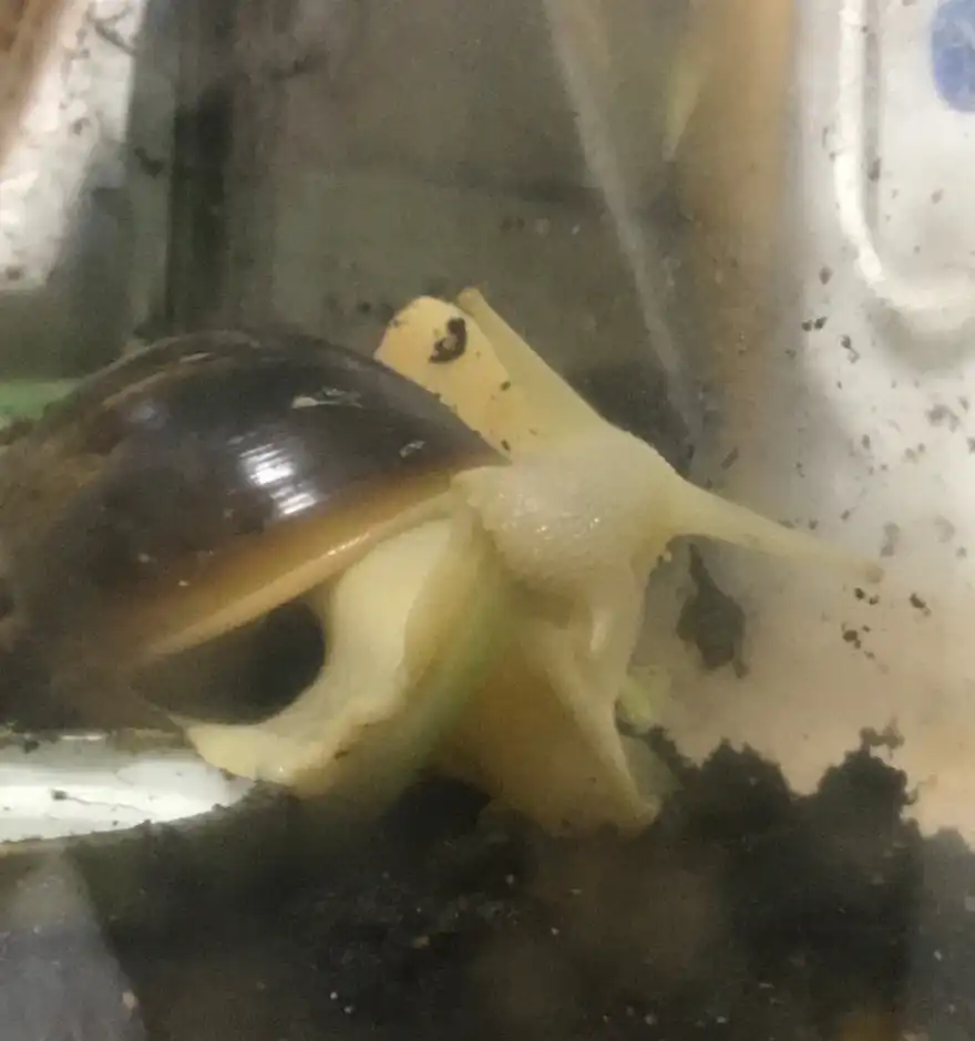 핑핑이5세