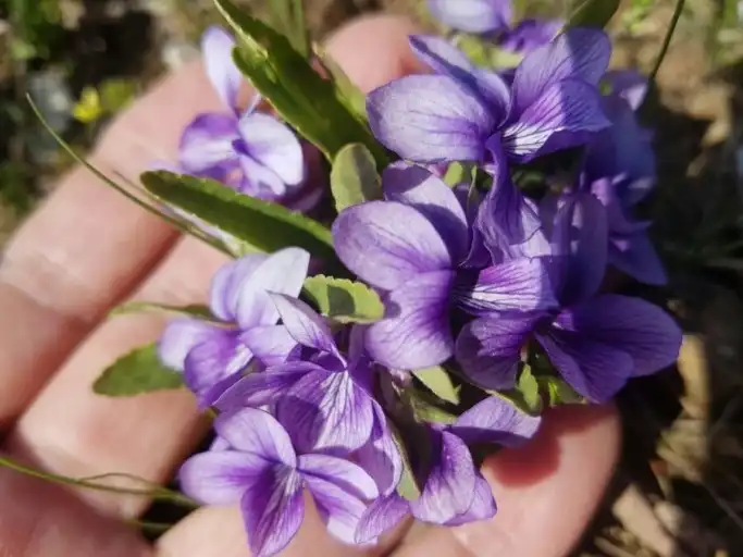 Pansy_