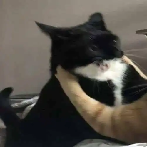 윤호야