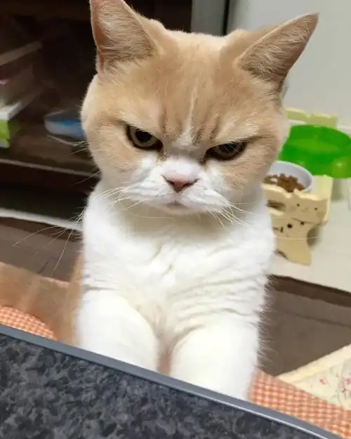 웅얀웅
