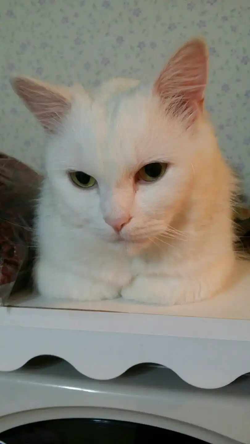 언니한테물어방