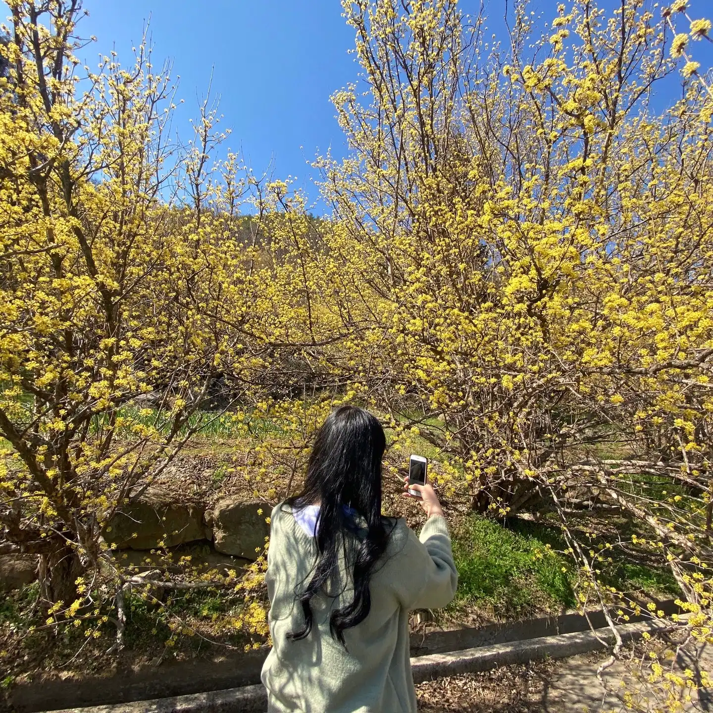 노란딸기