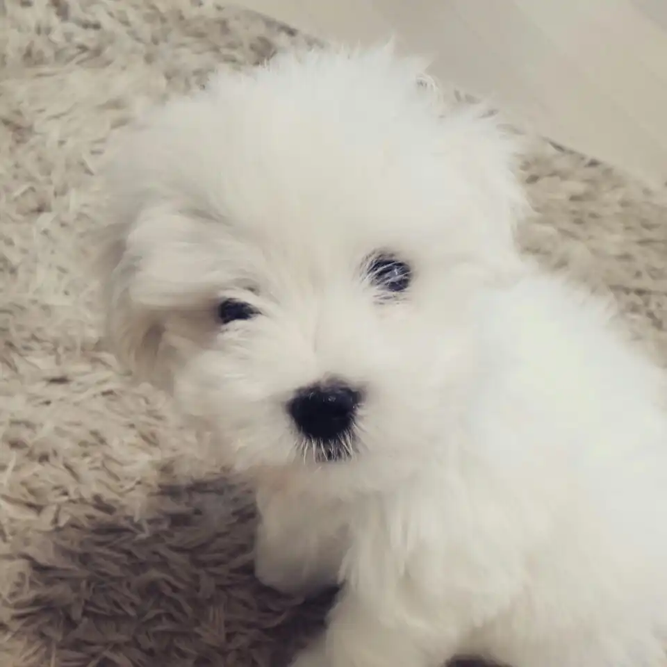 두부12