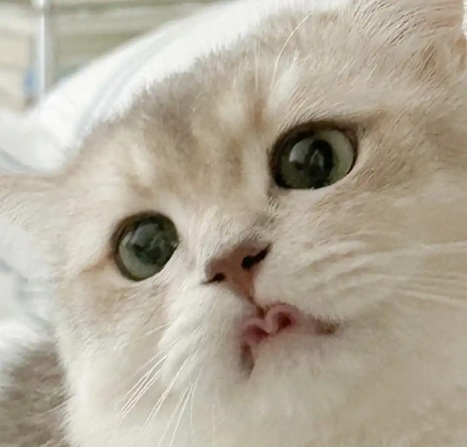 민킴이