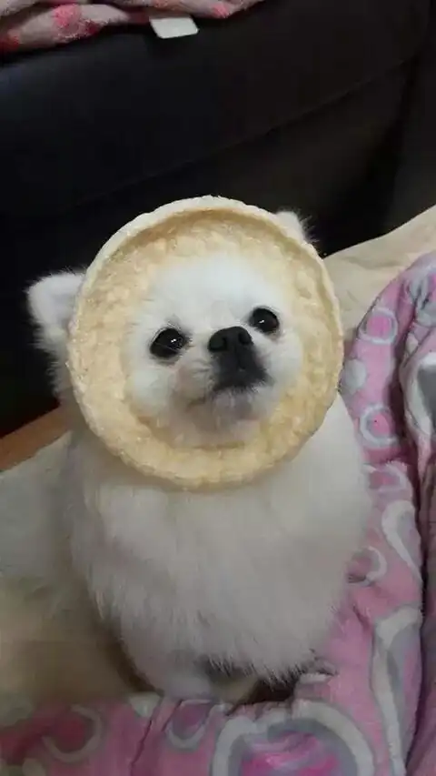 밍수아가