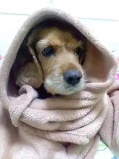 지히리베디히