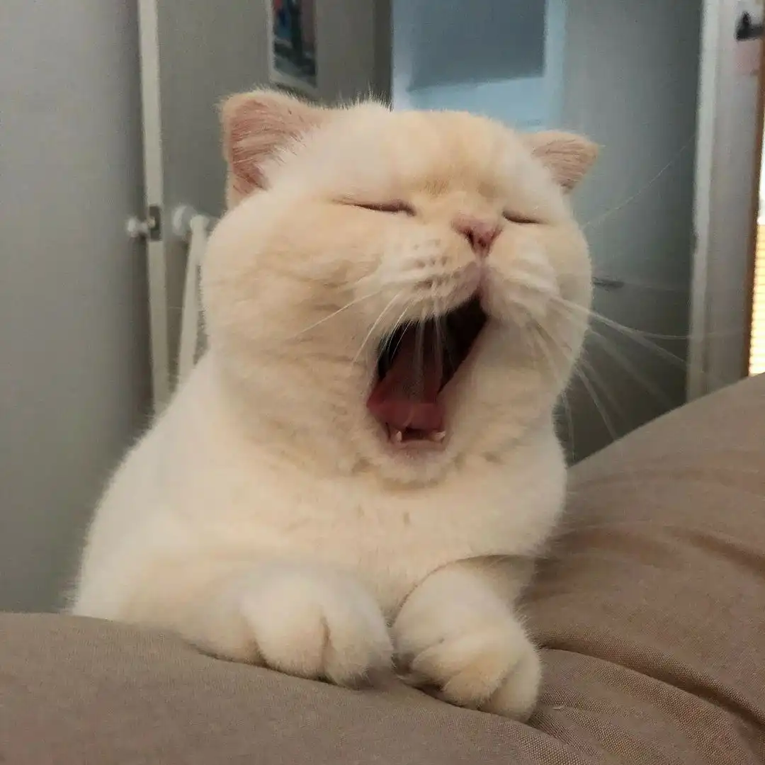 따듯한오리