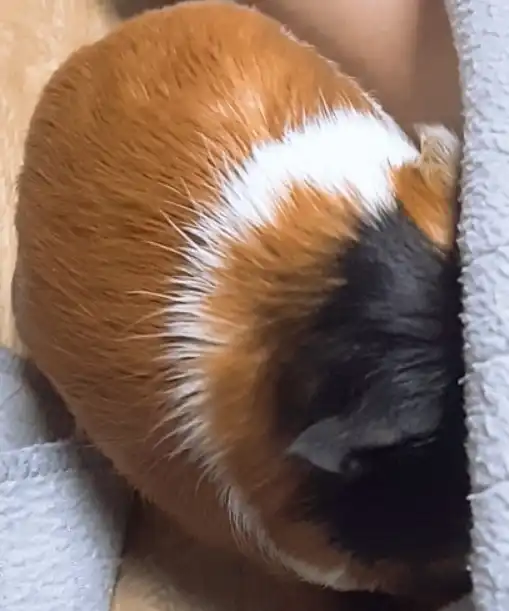 오이앙