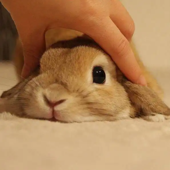 yoogee