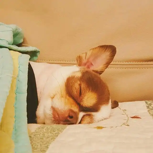 가오나시시