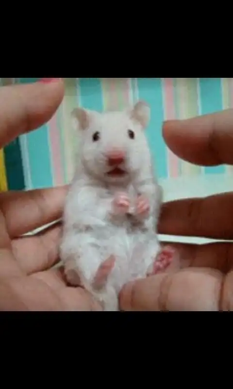 꾸꾸오레오