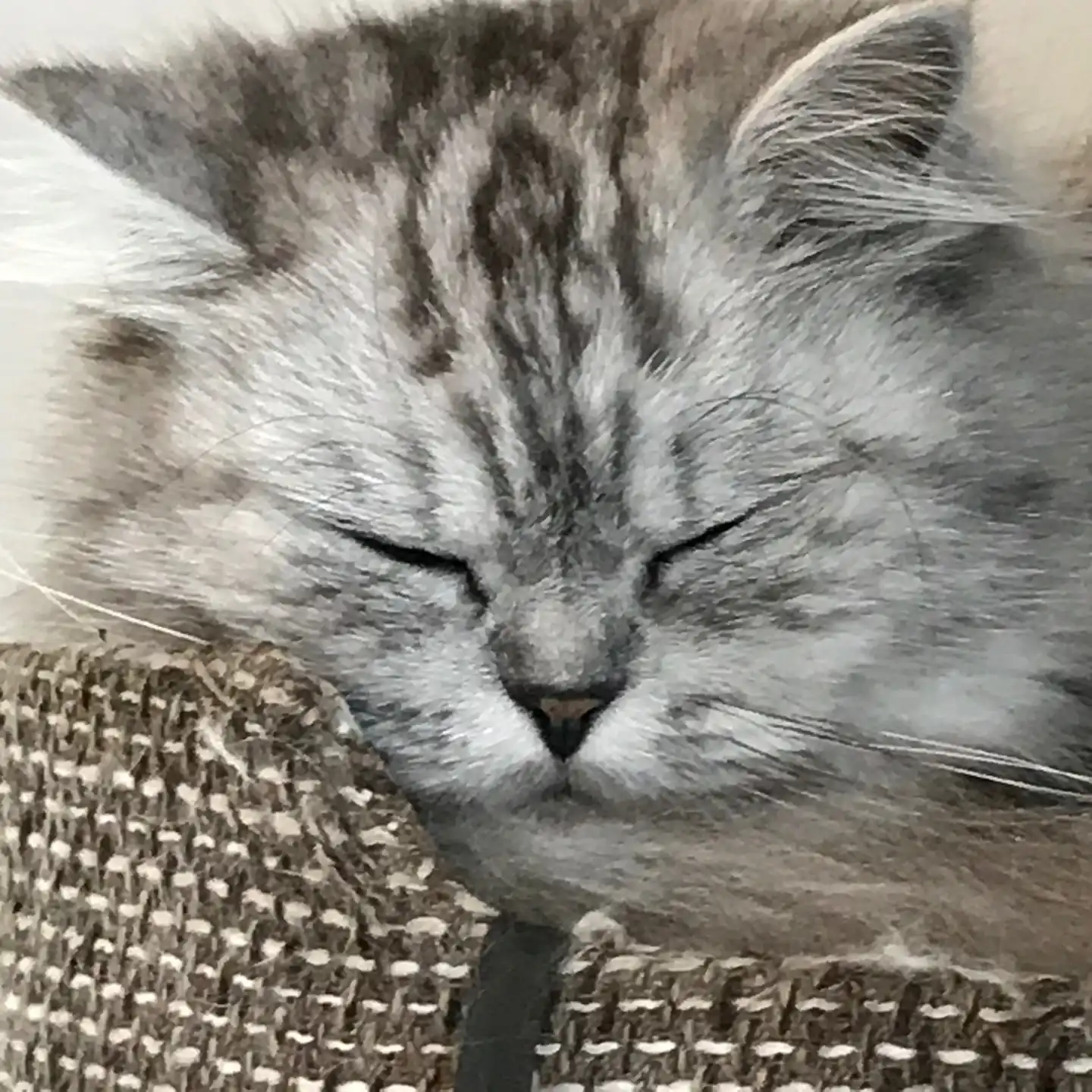 자마요