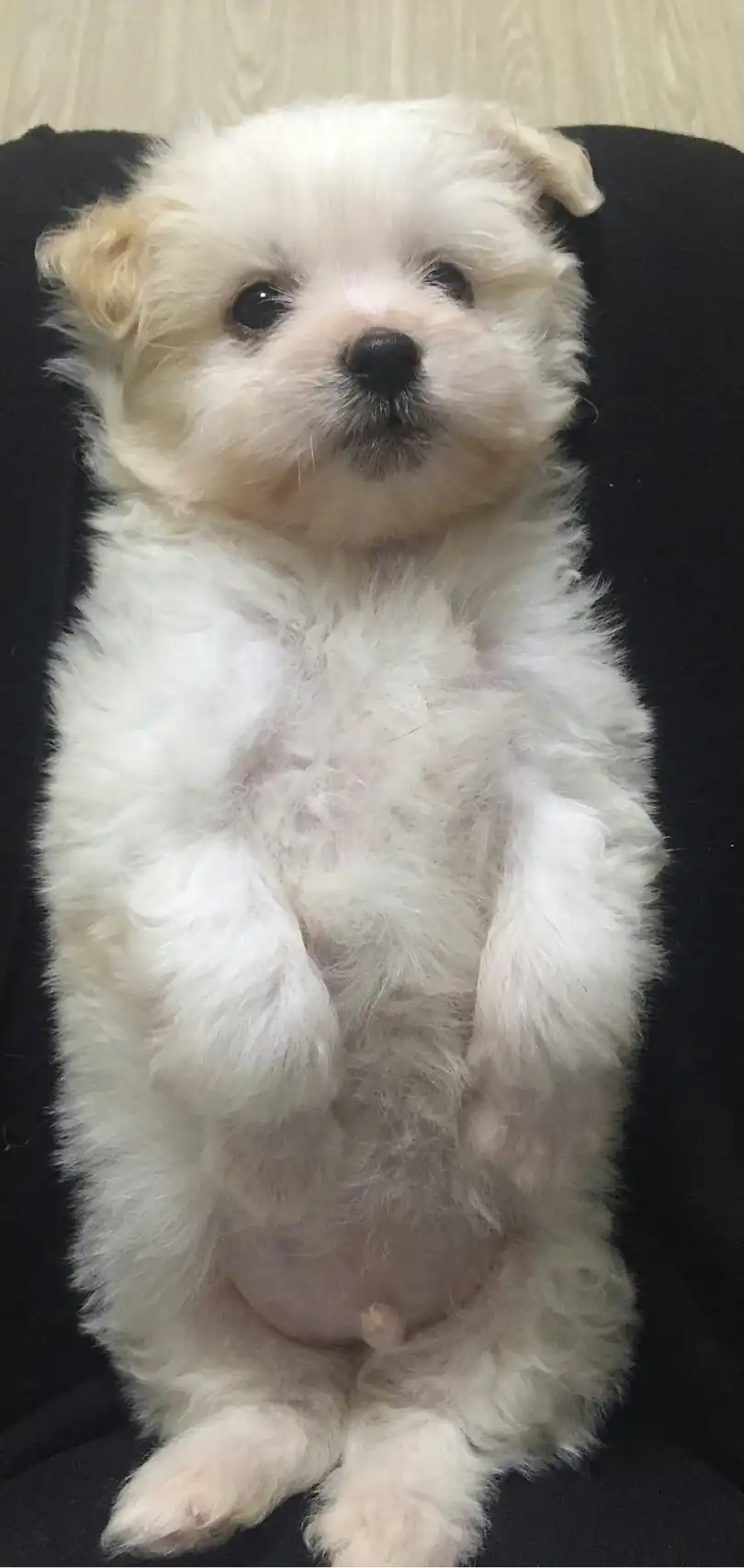 채하린