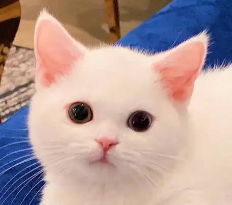 렌준