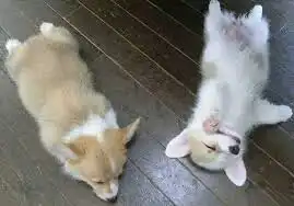 쭈아리