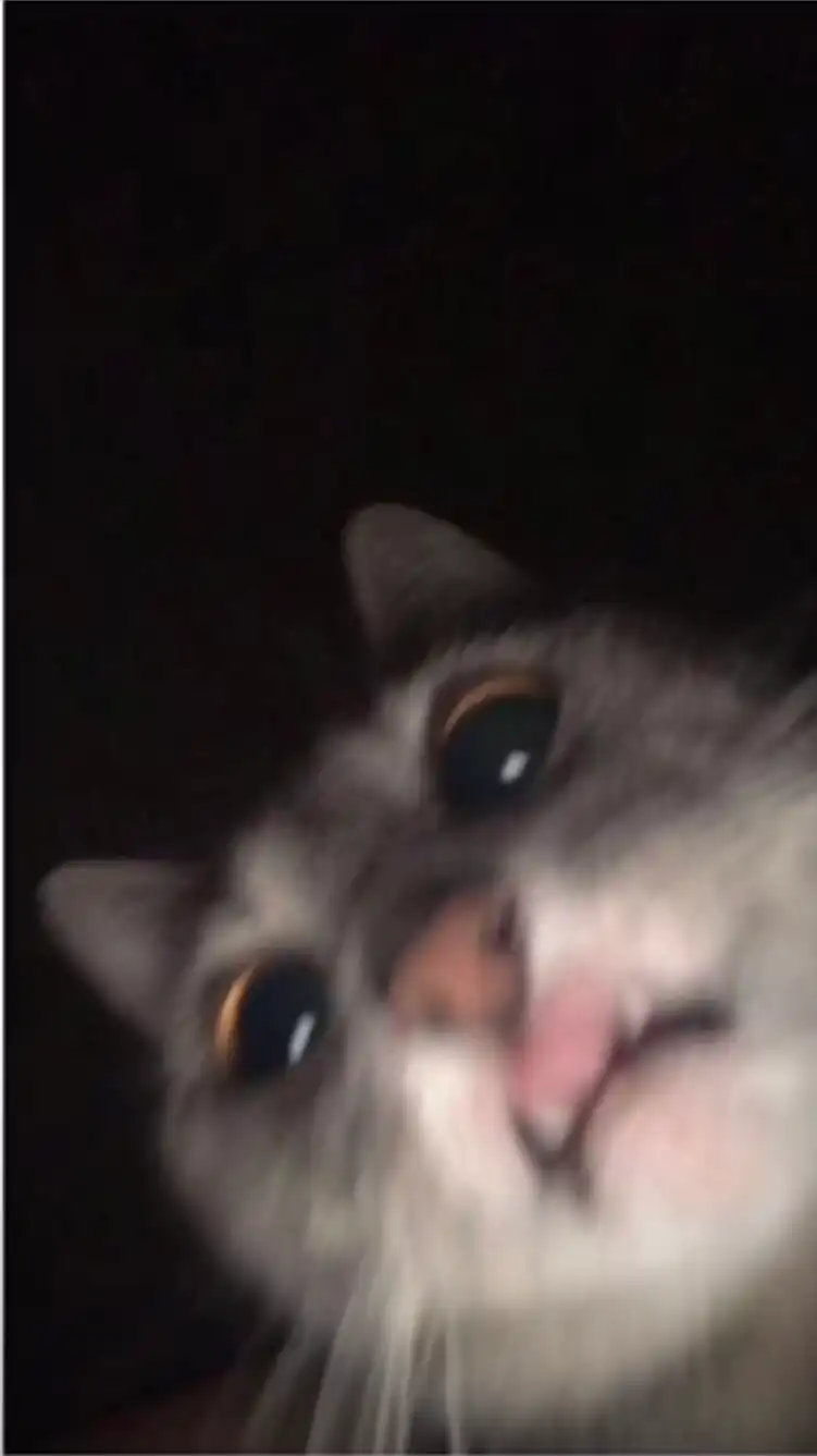 빈딤