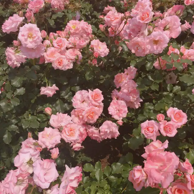 코덕쀼