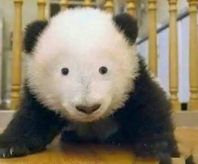 판ㅍ