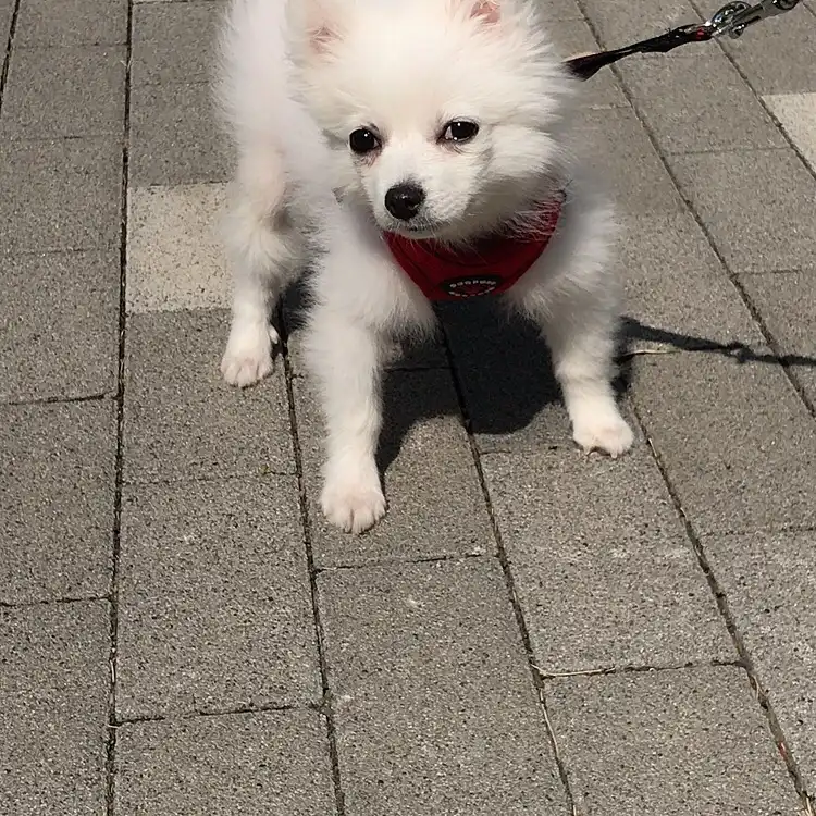 예먬
