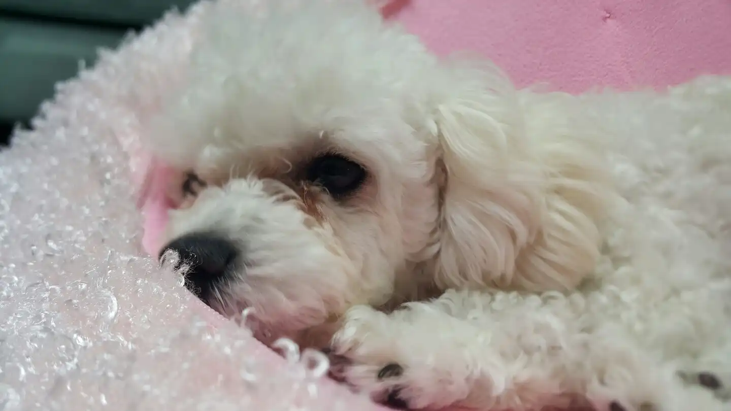 써홍농