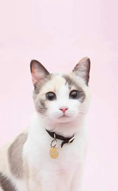 쏘나기