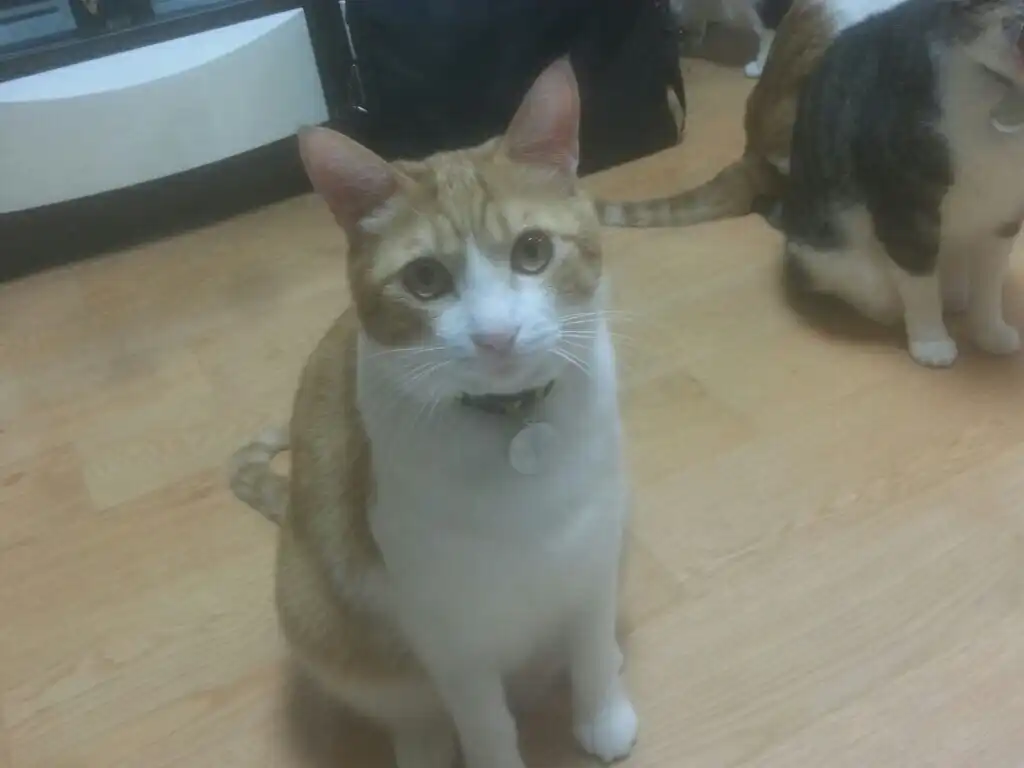 soso냥