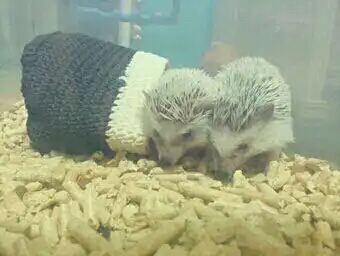 풉빠